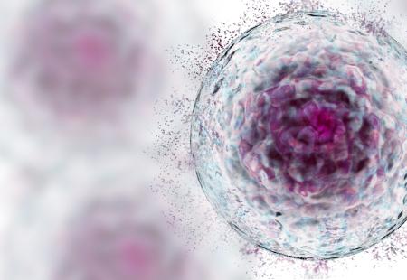adult stem cells adult stem cells