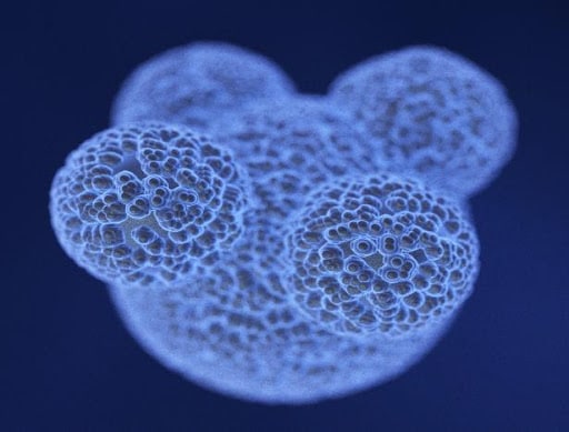 Stem cell clusters. Stem cell clusters.