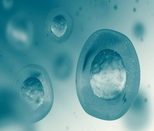 Free floating stem cells Free floating stem cells