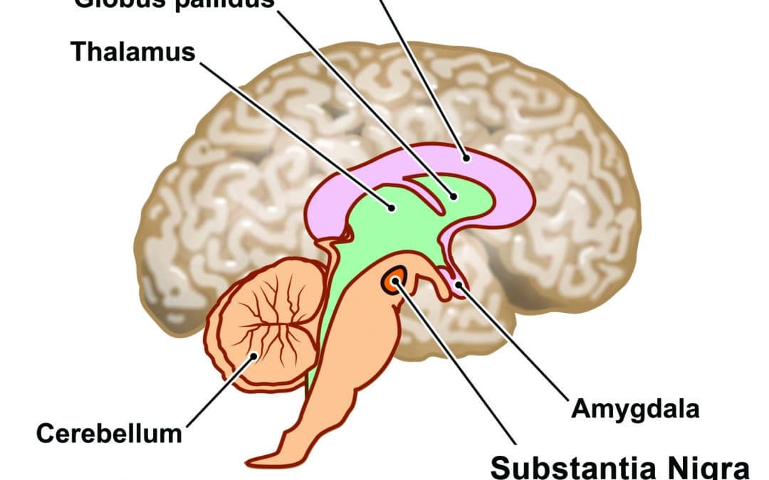 How Stem cells could help repair the brain