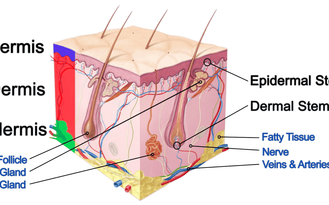 Cellules souches – La clé d’une meilleure peau?