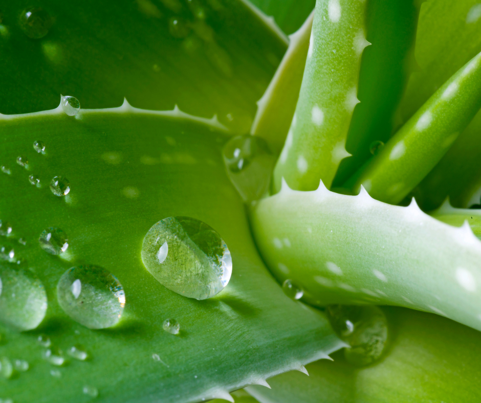 Aloe_Macroclada (1)