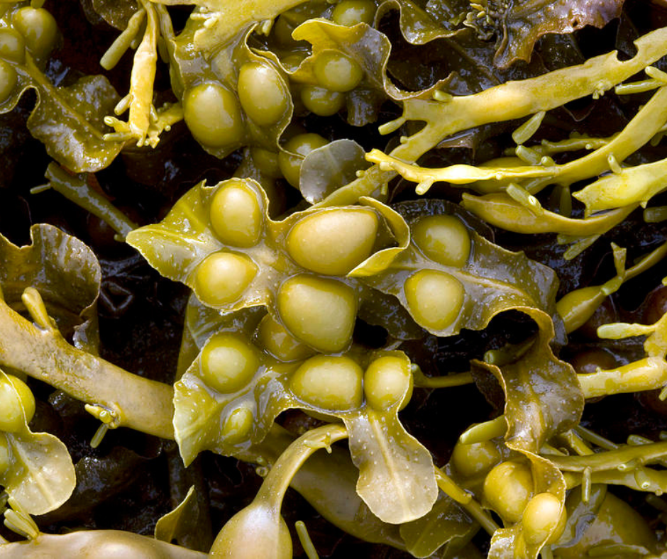 Fucus_Vesiculosus