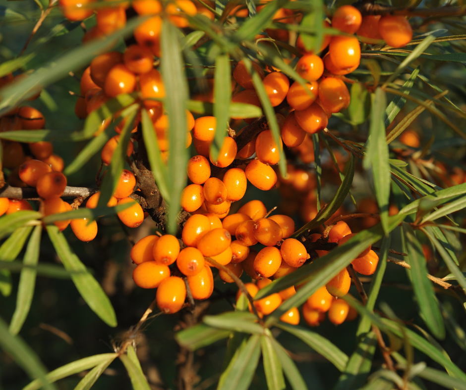Sea_Buckthorn_Berry
